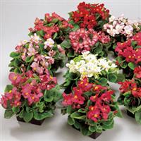 Begonia-Ambassador GL Mix 6 Pack