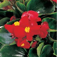 Begonia-Ambassador GL Scarlet 3.5"