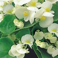 Begonia-Ambassador GL White 6 Pack