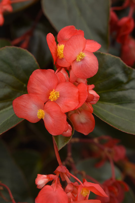 Begonia-Dragon Wing BL Red 4.3"