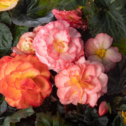 Begonia-Limitless Sunrise 4.3"