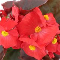 Begonia-Senator iQ B.L. Scarlet 3.5"