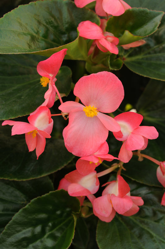 Begonia-Whopper GL Rose 4.3"