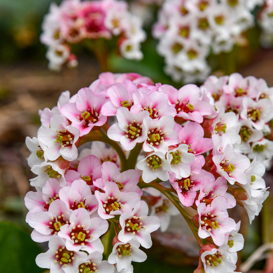 Bergenia-Peppermint Patty 1C
