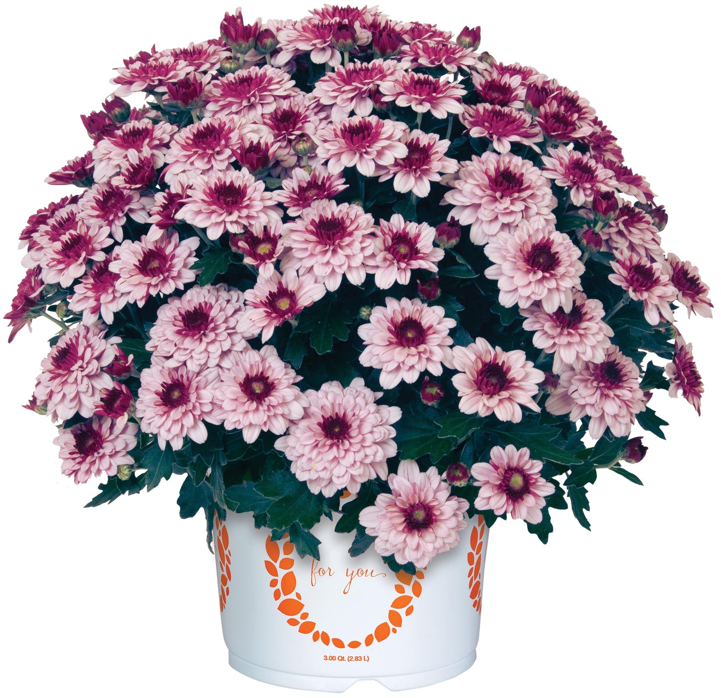 Mum- Berry Blast BiColor Coral M 3C