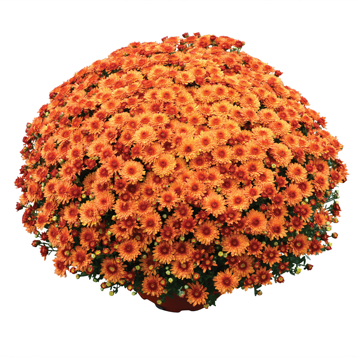 Mum- Beverly Orange M 5C