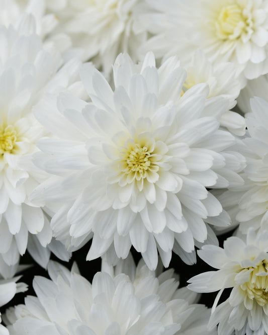 Mum- Bridal White E 3C
