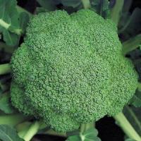 Broccoli-Marathon 4 Pack