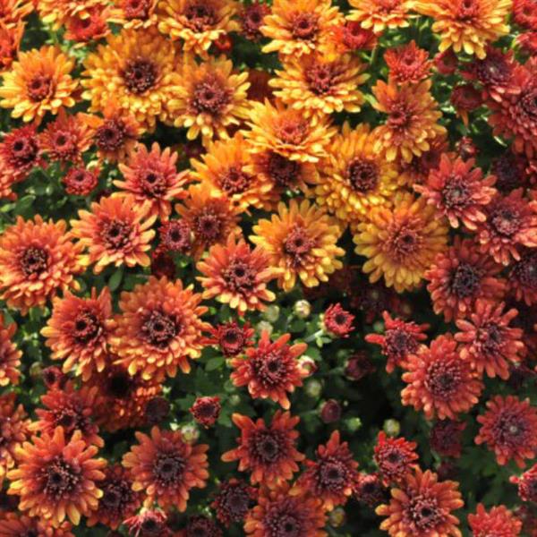 Mum- Bronze Ombre Mumbo M 5C