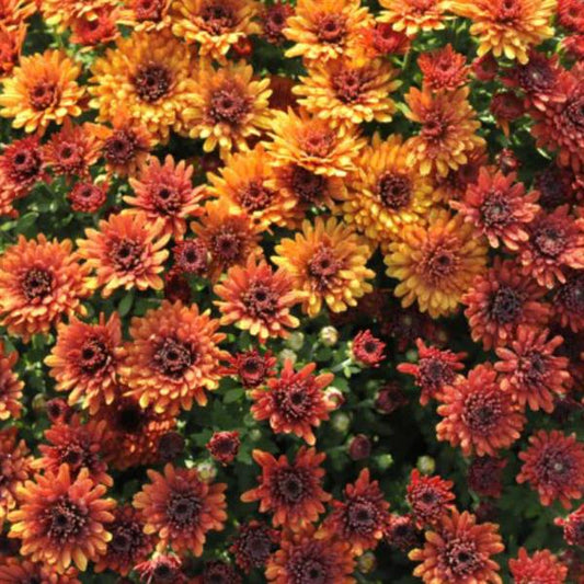 Mum- Bronze Ombre Mumbo M 5C