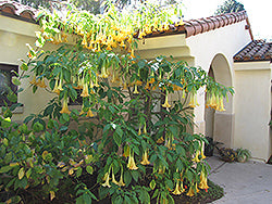 Brugmansia-Charles Grimaldi 3.5"