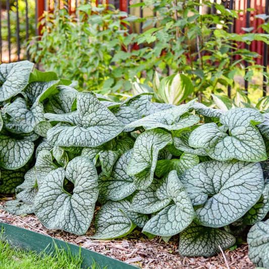 Brunnera-Jack of Diamonds 1C