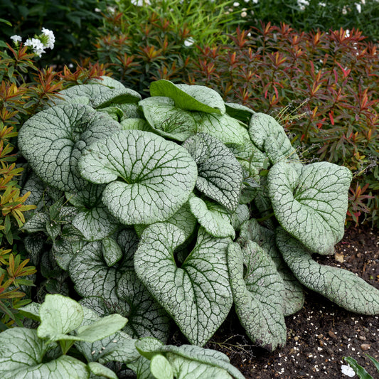 Brunnera-Sterling Silver 1C