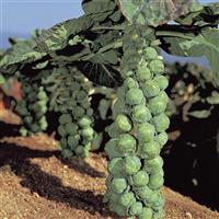 Brussel Sprouts-Jade Cross 4 Pack