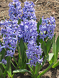 Hyacinth-Blue Jacket 5 Pack