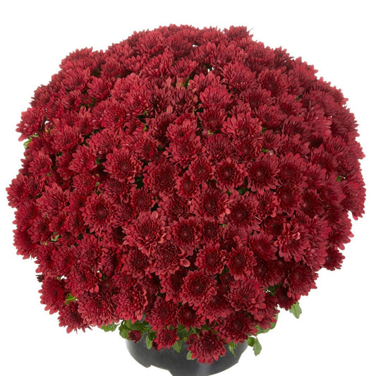 Mum- Buzz Merlot Red VE 3C