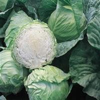 Cabbage-Early Jersey Wakefield 4 Pack