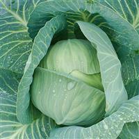 Cabbage-Late Flat Dutch 4 Pack