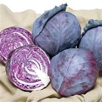 Cabbage-Ruby Ball 8"C