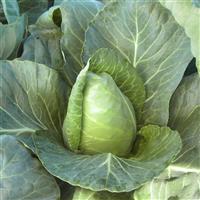 Cabbage-Sweet Slaw 3.5"