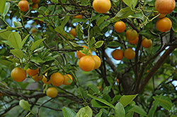 Calamondin-2C