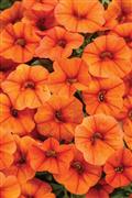 Calibrachoa-Superbells Dreamsicle 4.3"