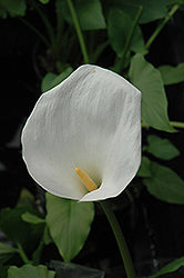 Calla-Dallas 1C