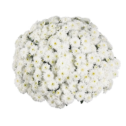 Mum- Calm White VE 3C