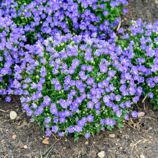 Campanula-Midnight 1C