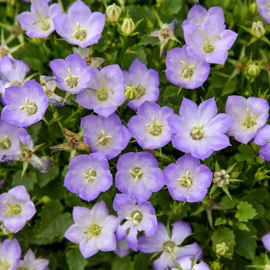 Campanula-Twilight 1C