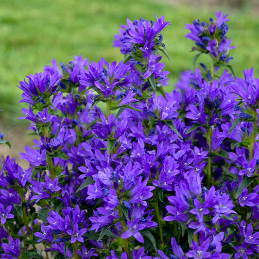 Campanula-Bells and Whistles 1C
