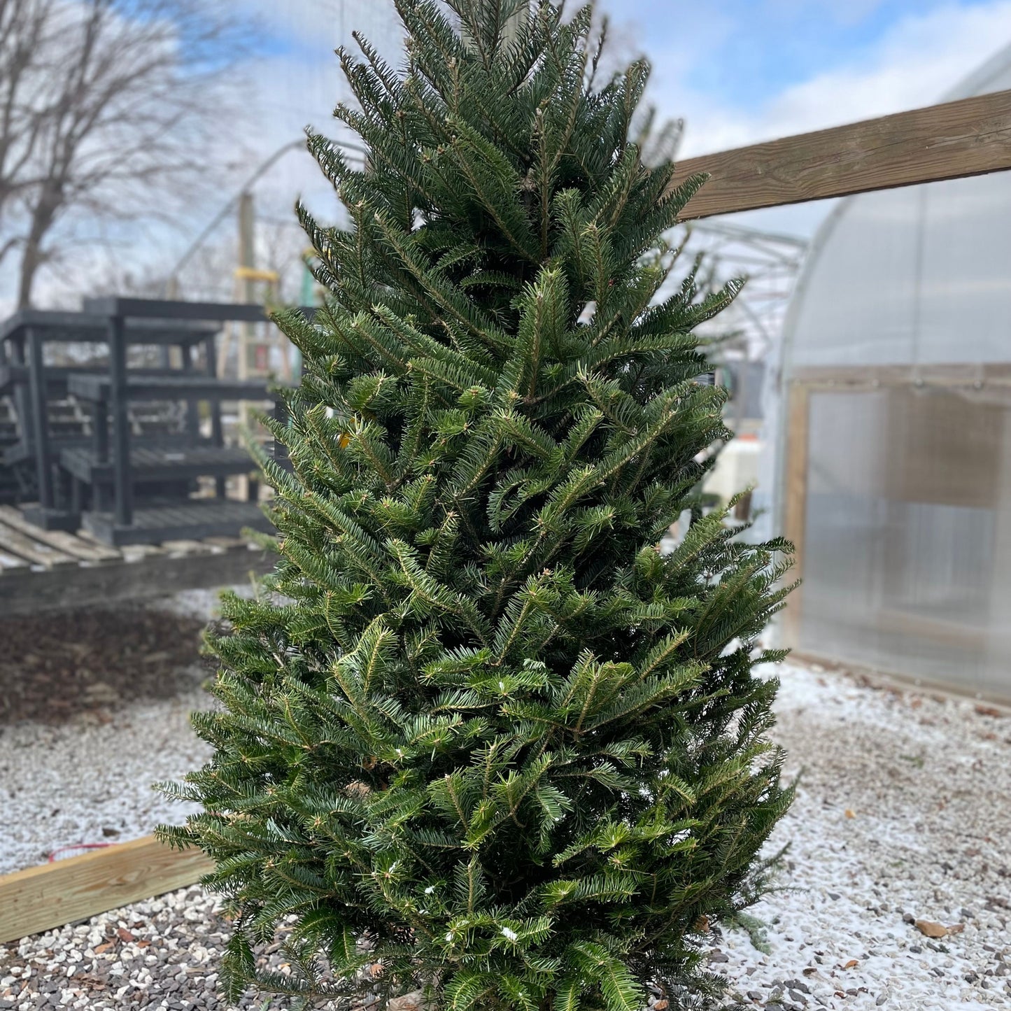 Fir-Canaan Cut Premium 6-7'