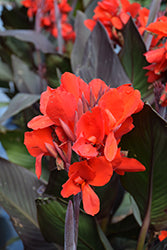 Canna-Cannova Bronze Scarlet 6.5"