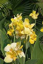 Canna-Cannova Yellow 6.5"