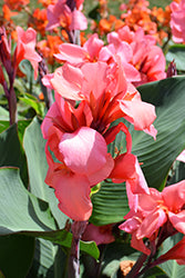 Canna-Toucan Coral 1C