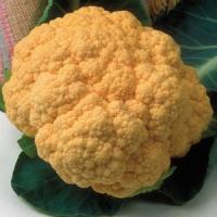 Cauliflower-Cheddar 3.5"