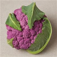 Cauliflower-Depurple 3.5"