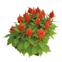 Celosia-Glorious Orange 4.3"