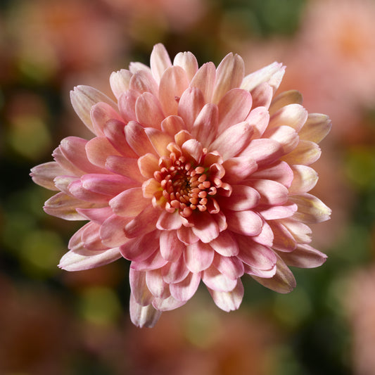 Mum- Chelsey Coral M 3C