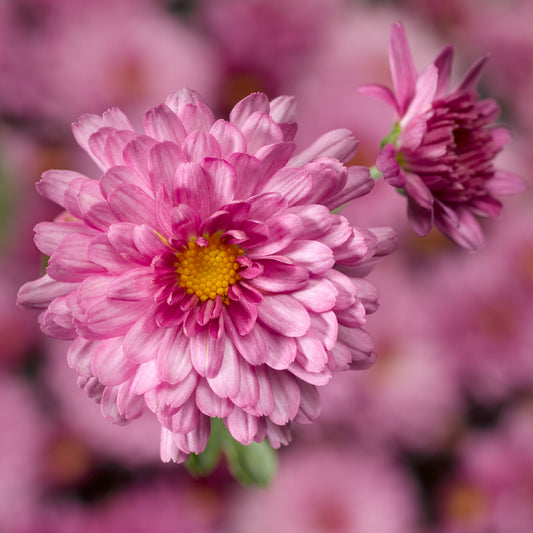 Mum- Chelsey Pink M 3C
