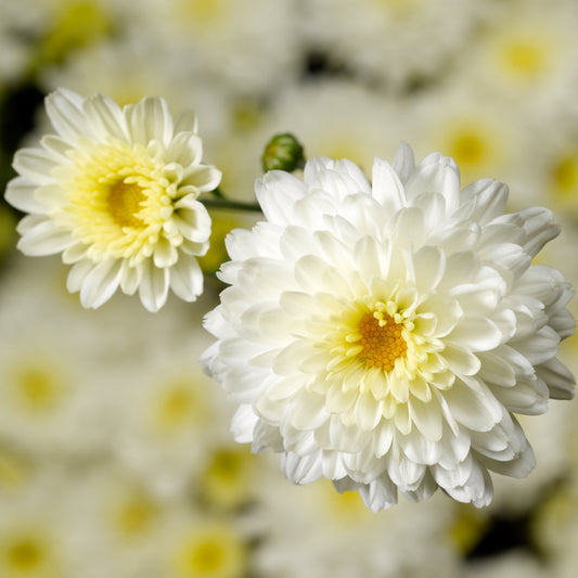 Mum- Chelsey White M 5C
