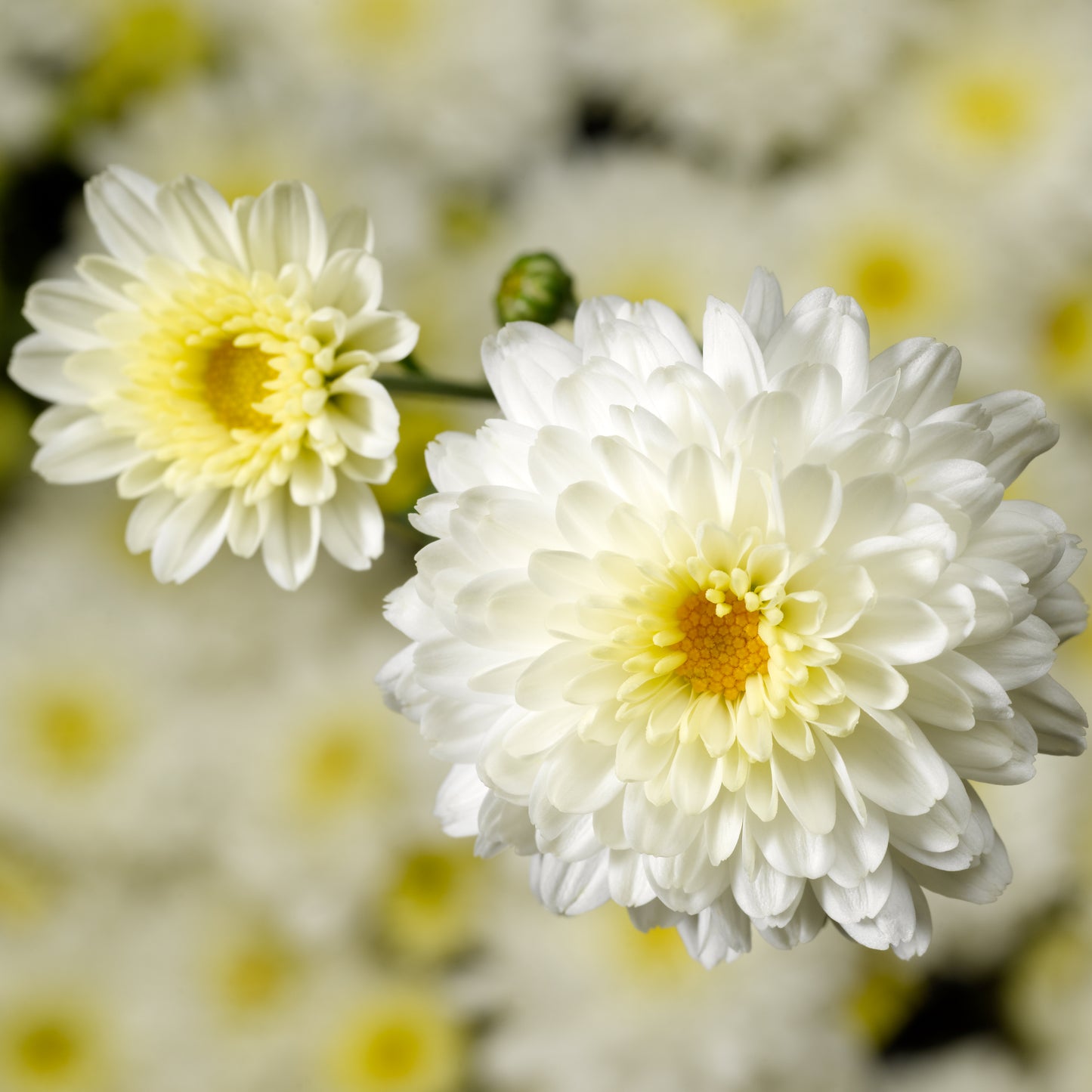 Mum- Chelsey White M 3C