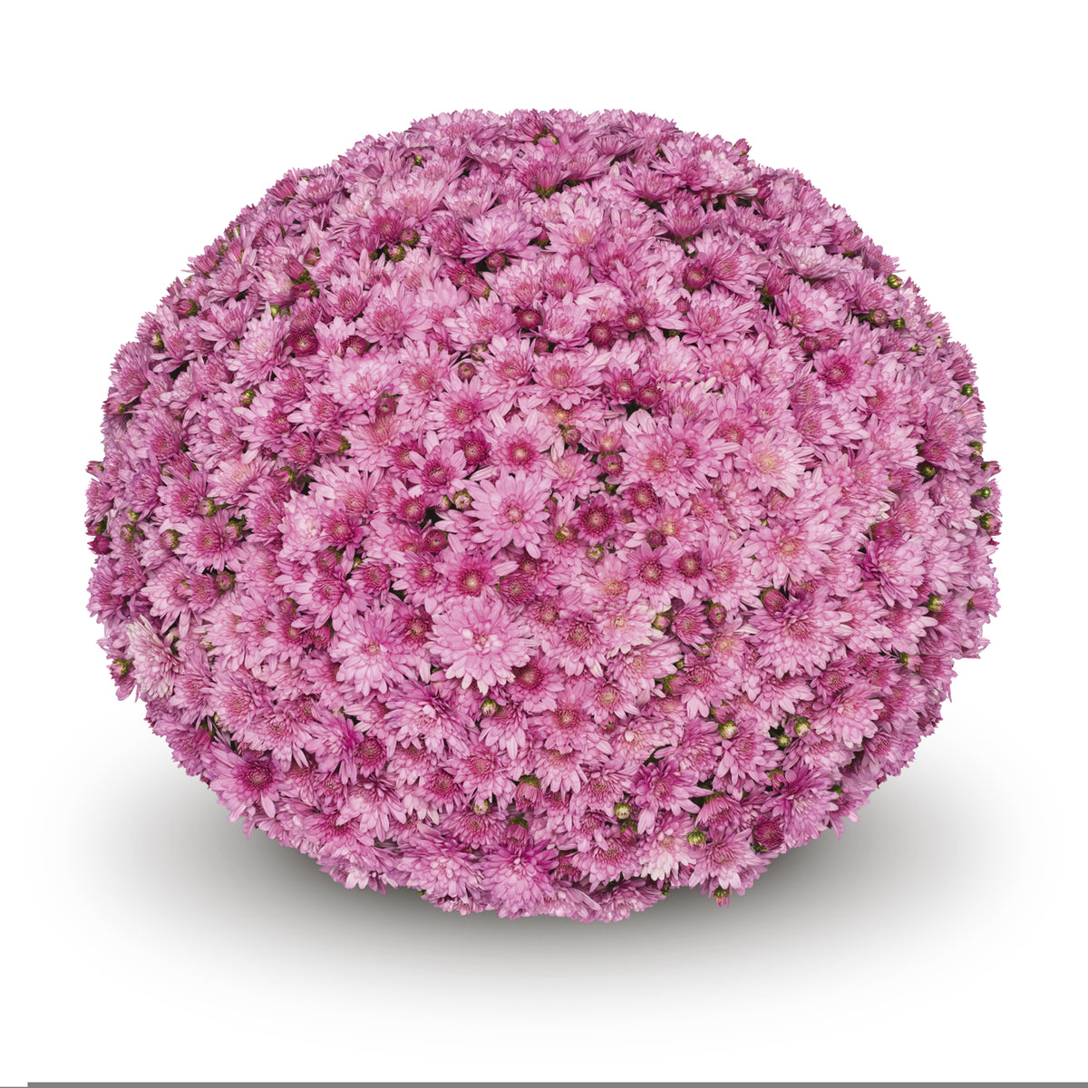 Mum- Cipriani Pink E 6"