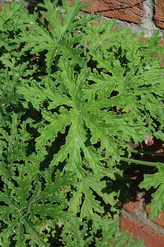 Citronella Qt