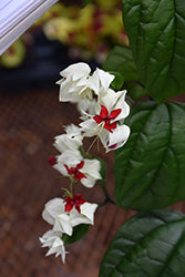 Clerodendrum-Bleeding Heart Trellis 10"
