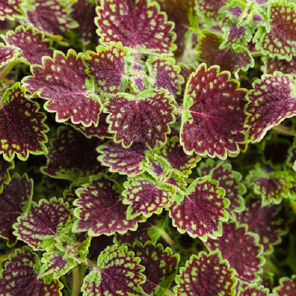 Coleus-Colorblaze Chocolate Drop 4.3"