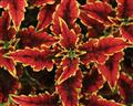 Coleus-Colorblaze El Brighto 4.3"