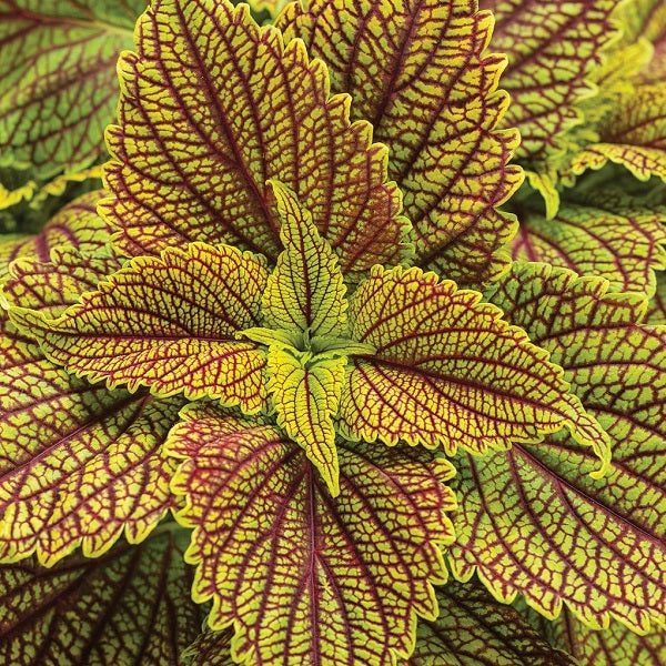 Coleus-Colorblaze Golden Dreams 4.3"