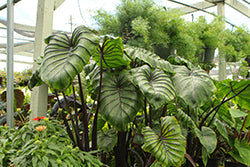 Colocasia-Pharaoh's Mask 1C