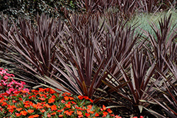 Cordyline-Red Sensation 6"